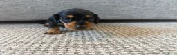 Dachshund dogs for sale: 🐾Beautiful Dachshund Puppies🐾 - Advert 18
