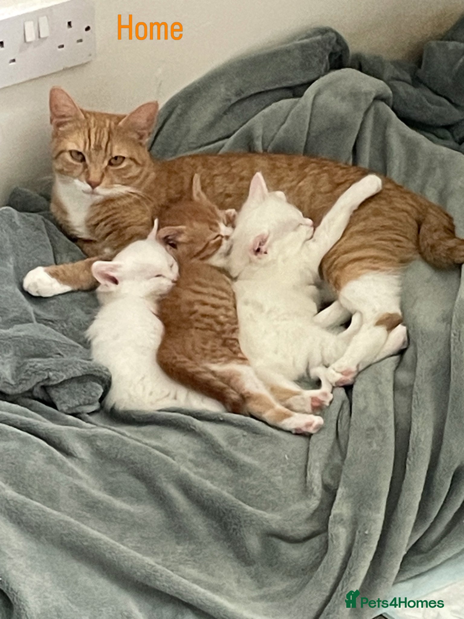 Mixed Breed cats for sale: 3 Adorable Half Persian Kittens for sale - Advert 1