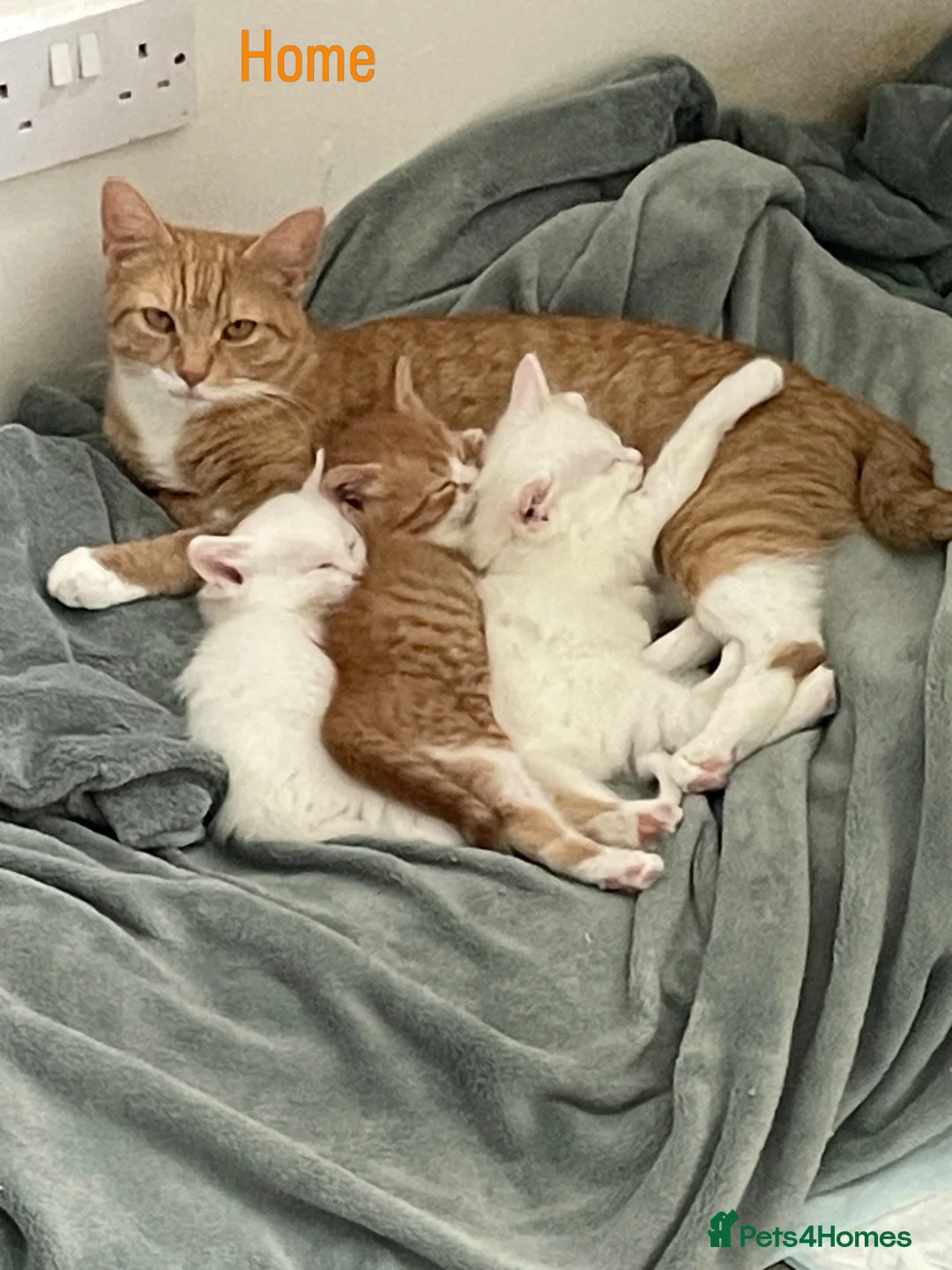 Mixed Breed cats for sale: 3 Adorable Half Persian Kittens for sale - Advert 1