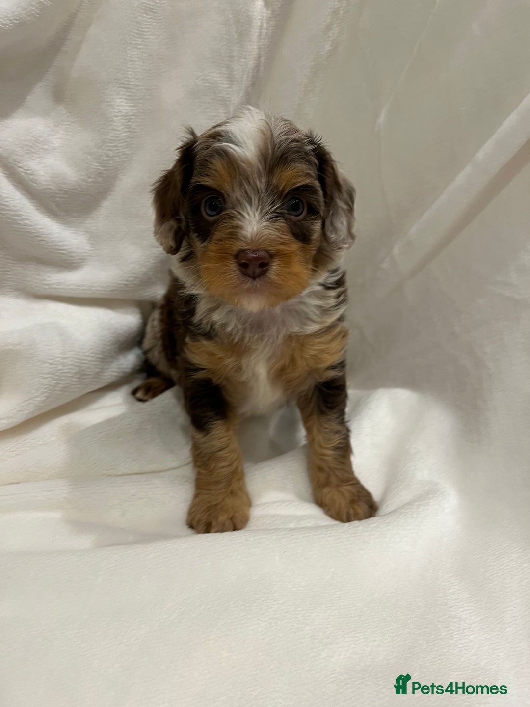 Cavapoo dogs for sale: Rare extensively health tested chocolate cavapoos - Advert 6