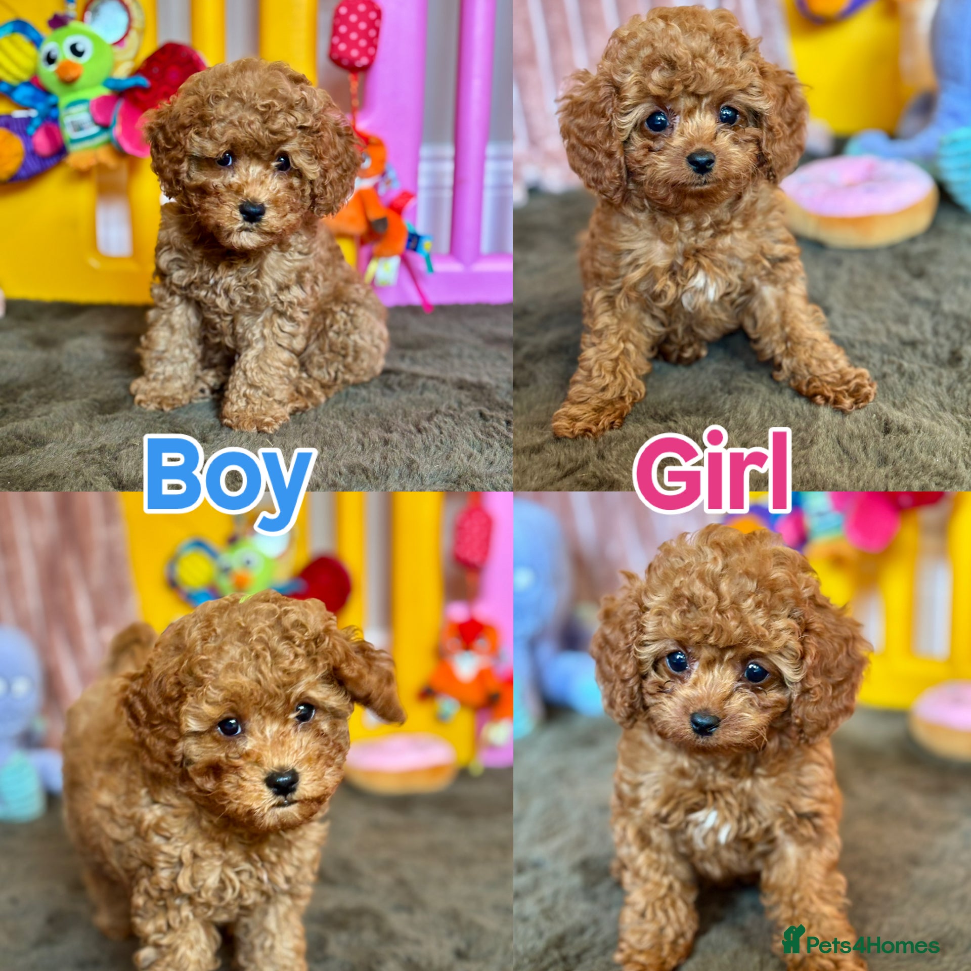 Cavapoo dogs Adorable teddy bear toy cavapoo health checked - Advert 1