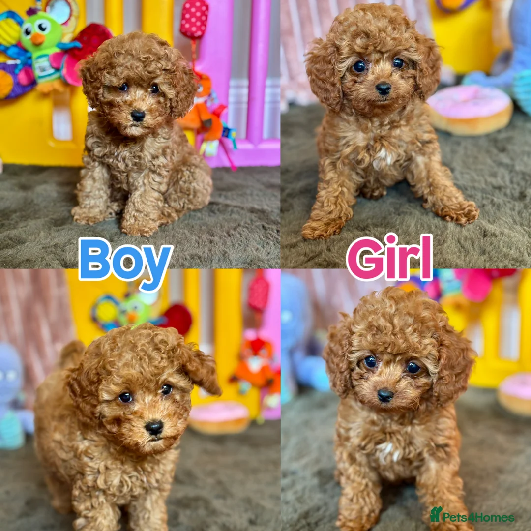 Cavapoo dogs for sale: Adorable teddy bear toy cavapoo health checked - Advert 1