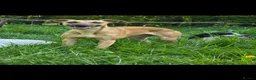 Whippet dogs for sale: Kc reg whippet litter - Advert 7