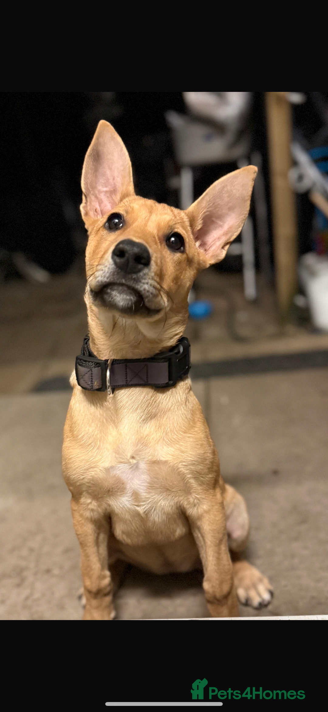 Mixed Breed dogs for sale: Little lexi - Advert 5