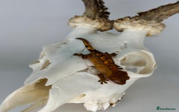 Gecko reptiles for sale: Young crested geckos various morphs Unsexed  - Image 11