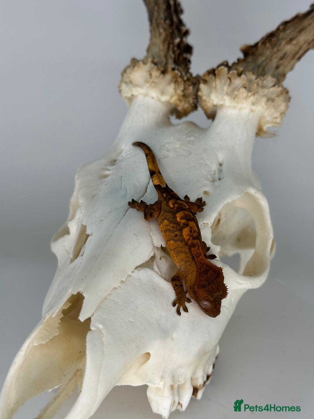 Gecko reptiles for sale: Young crested geckos various morphs Unsexed  - Image 11
