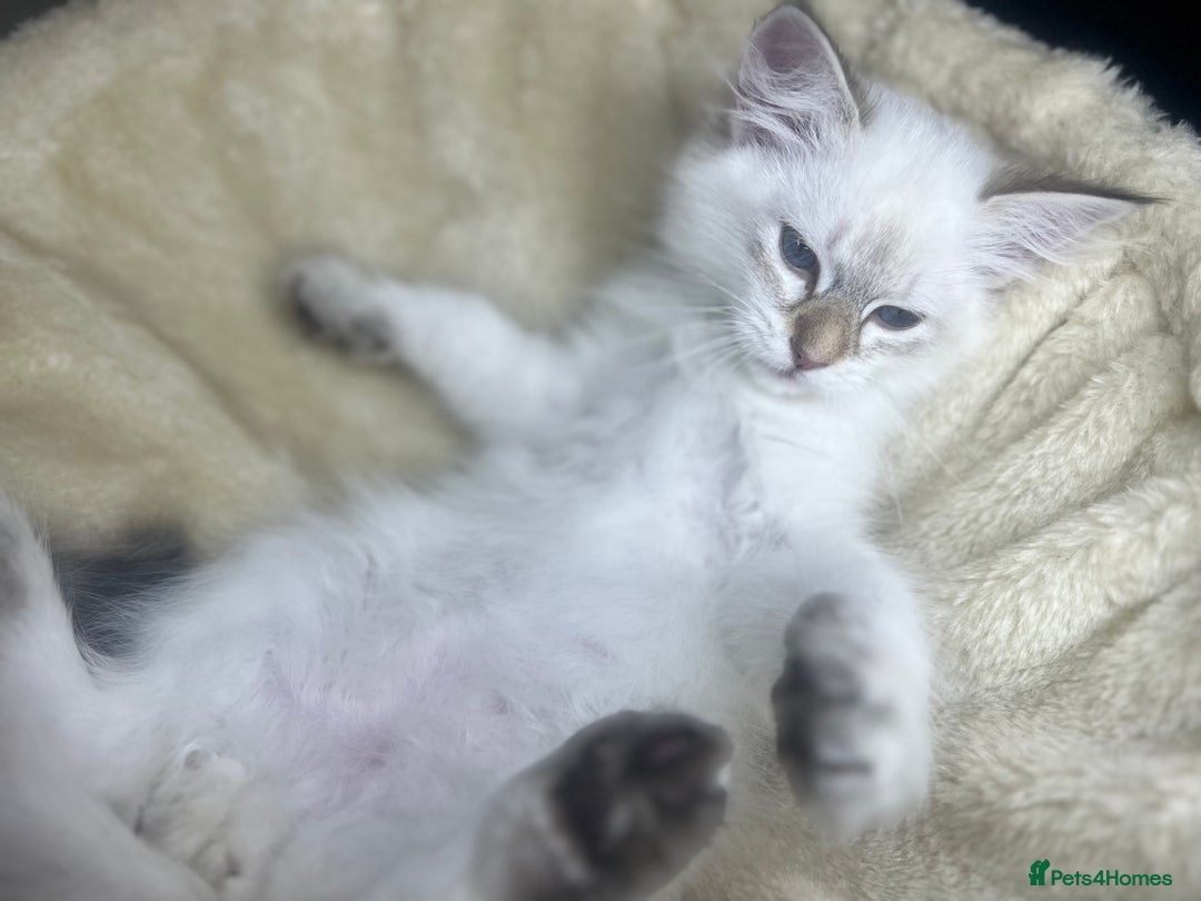 Siberian cats for sale: Hypoallergenic Female Siberian Blue eyes Neva - Advert 29