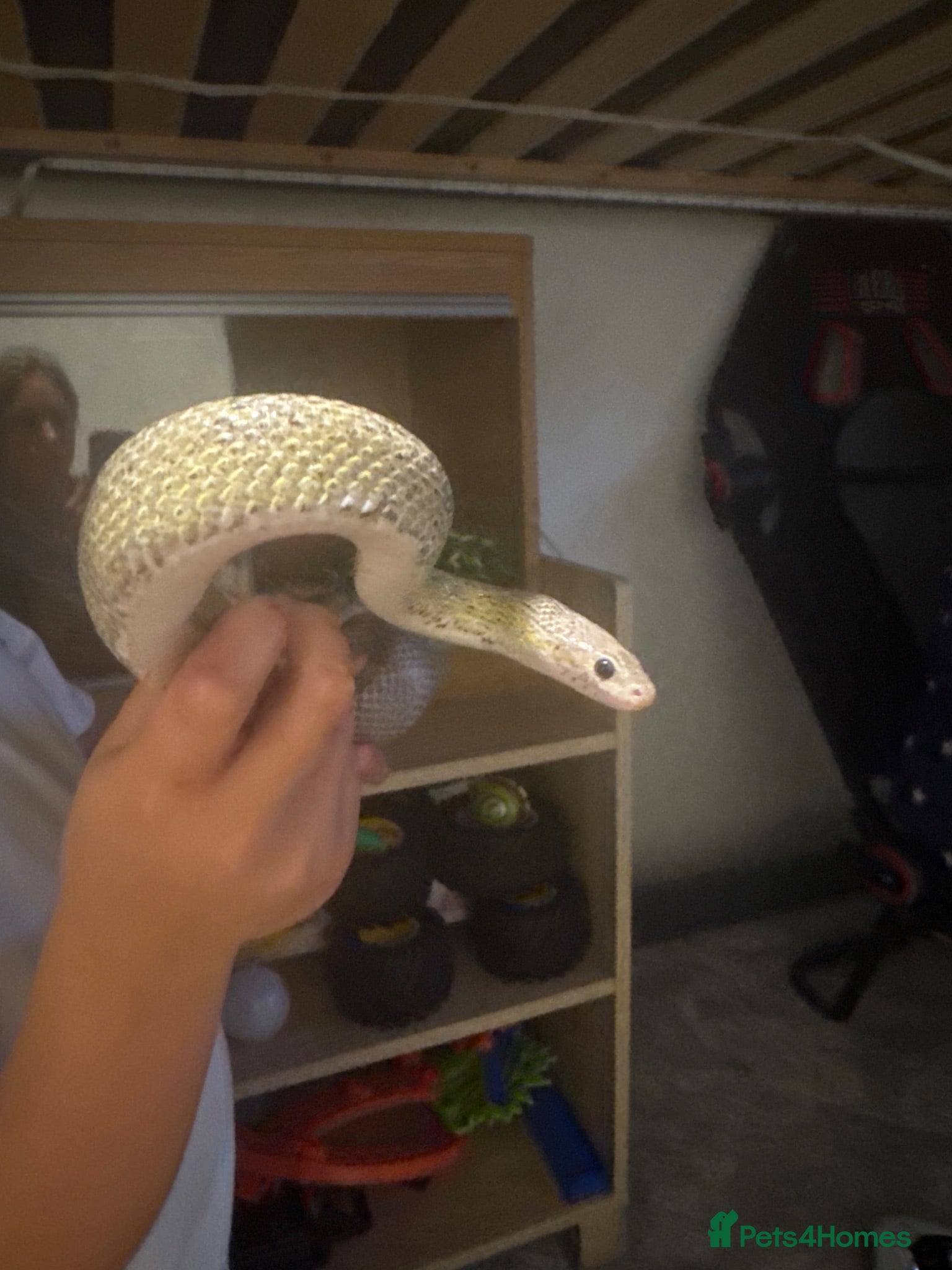 Corn Snake reptiles Year old corn snake - Advert 3