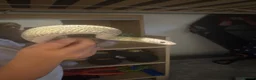 Corn Snake reptiles for sale: Year old corn snake in Gloucester - Advert 1