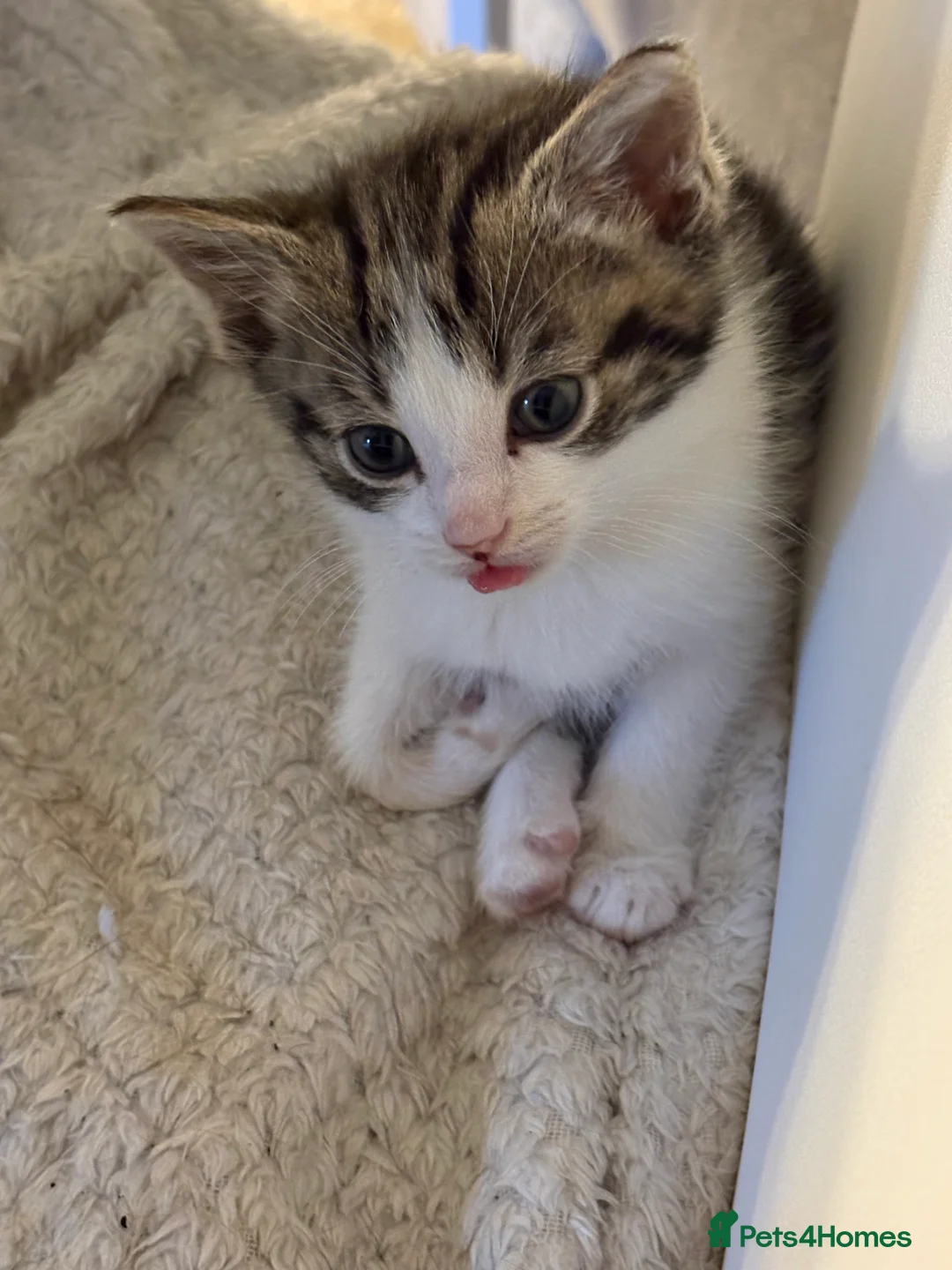 British Shorthair cats for sale: 3 beautiful British shorthair kittens for sale  - Advert 22