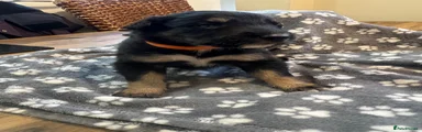Mixed Breed 3