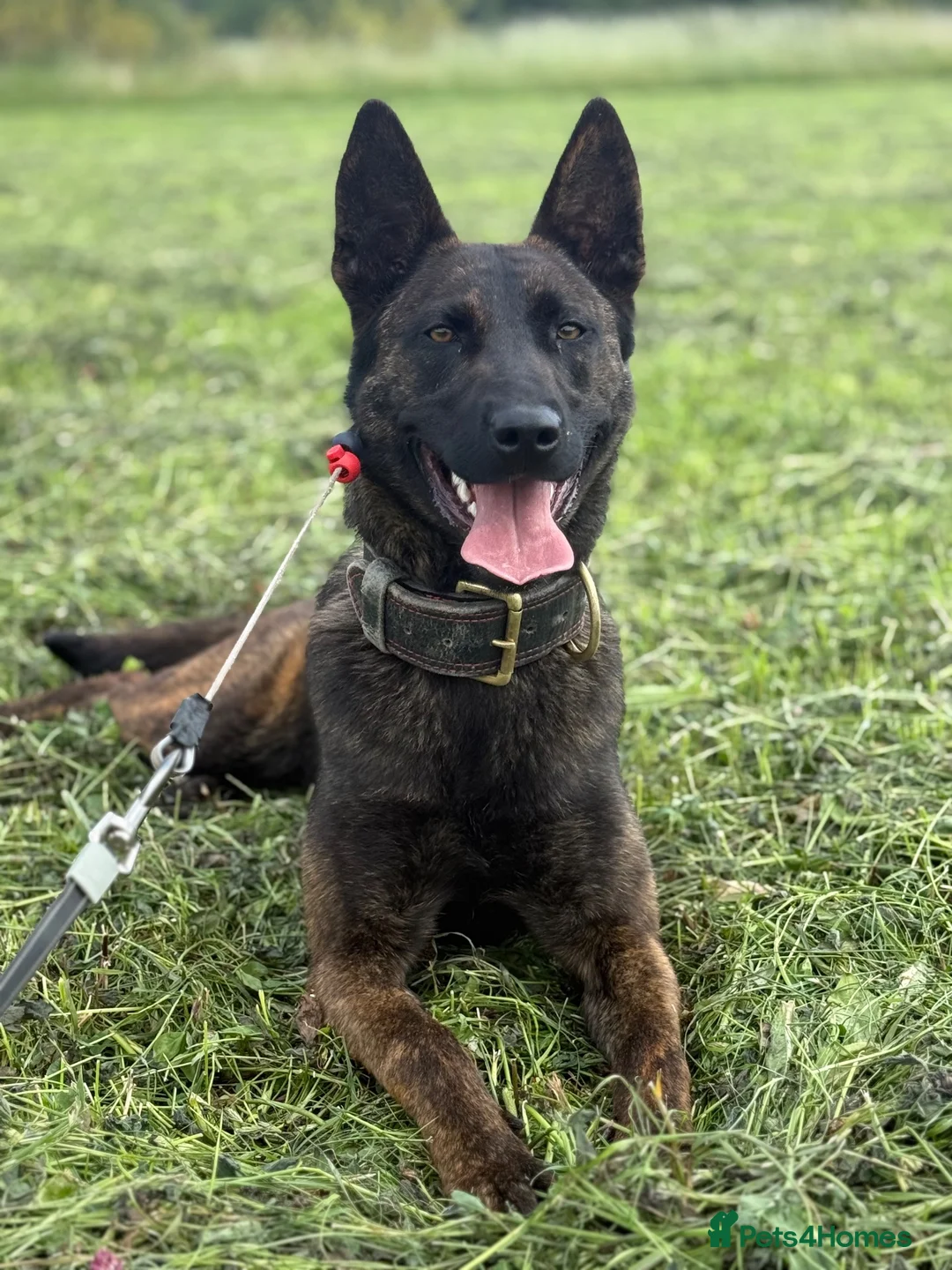 Belgian Shepherd Dog dogs for sale: Working dutch herder for sale - Advert 4