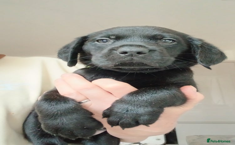 Labrador Retriever dogs - Advert 4