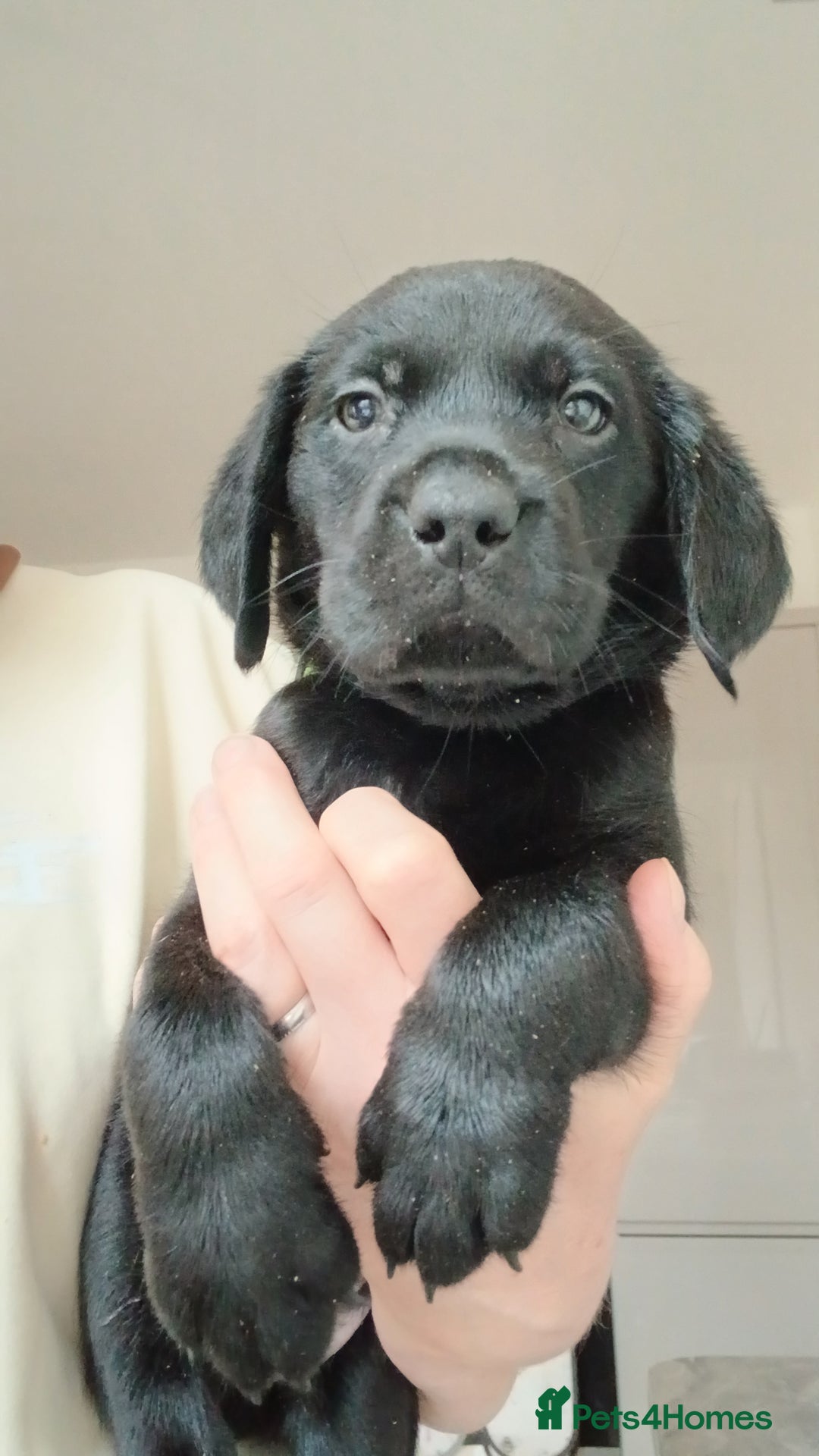 Labrador Retriever dogs for sale: **REDUCED** LAST GIRL PUPPY** - Image 2