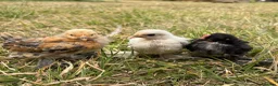 Chickens poultry for sale: Sablepoot 'Booted Bantam' Trio  - Advert 2
