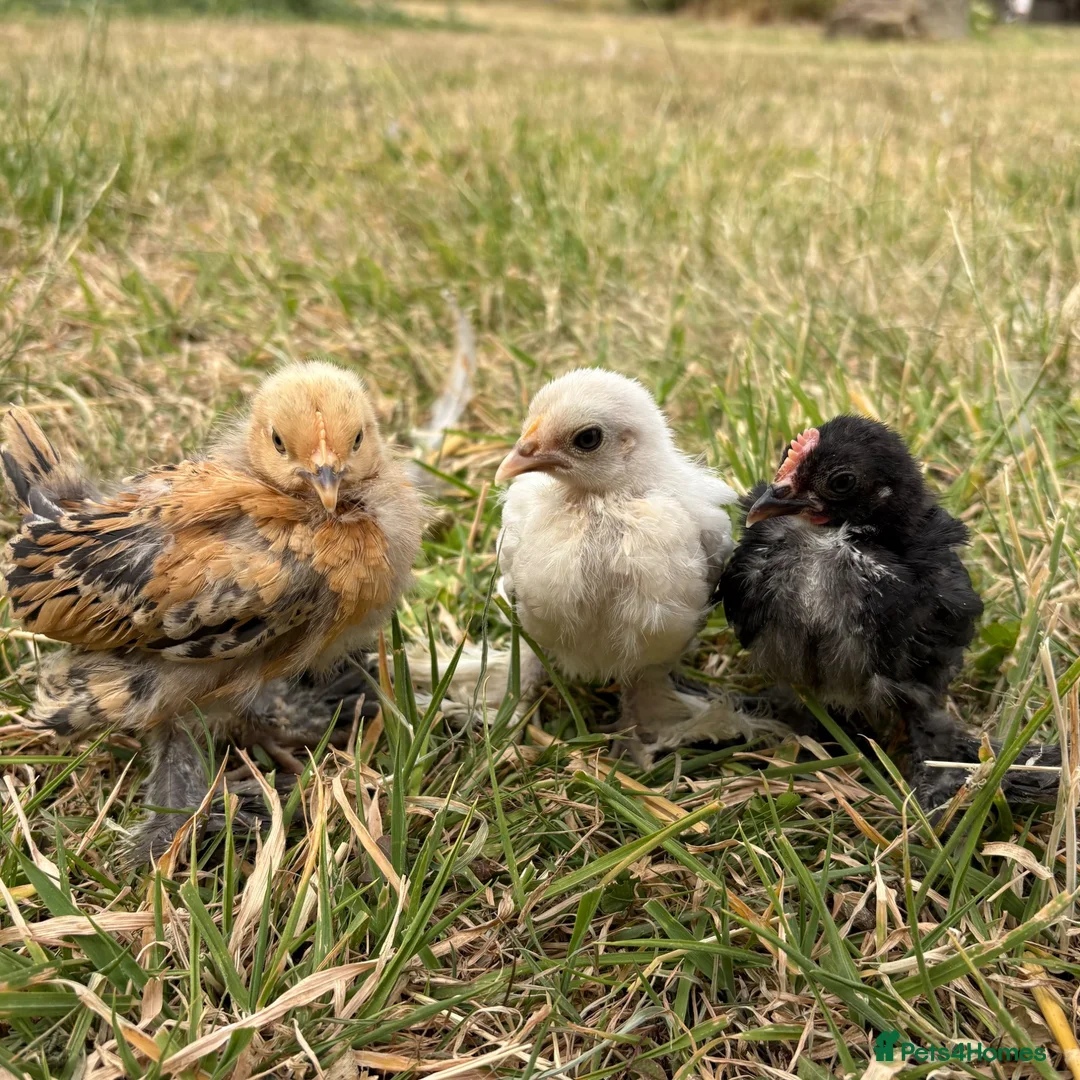 Chickens poultry for sale: Sablepoot 'Booted Bantam' Trio  - Advert 2