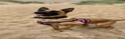 Belgian Shepherd Dog dogs for sale: 2 Belgian malinois females - Advert 1