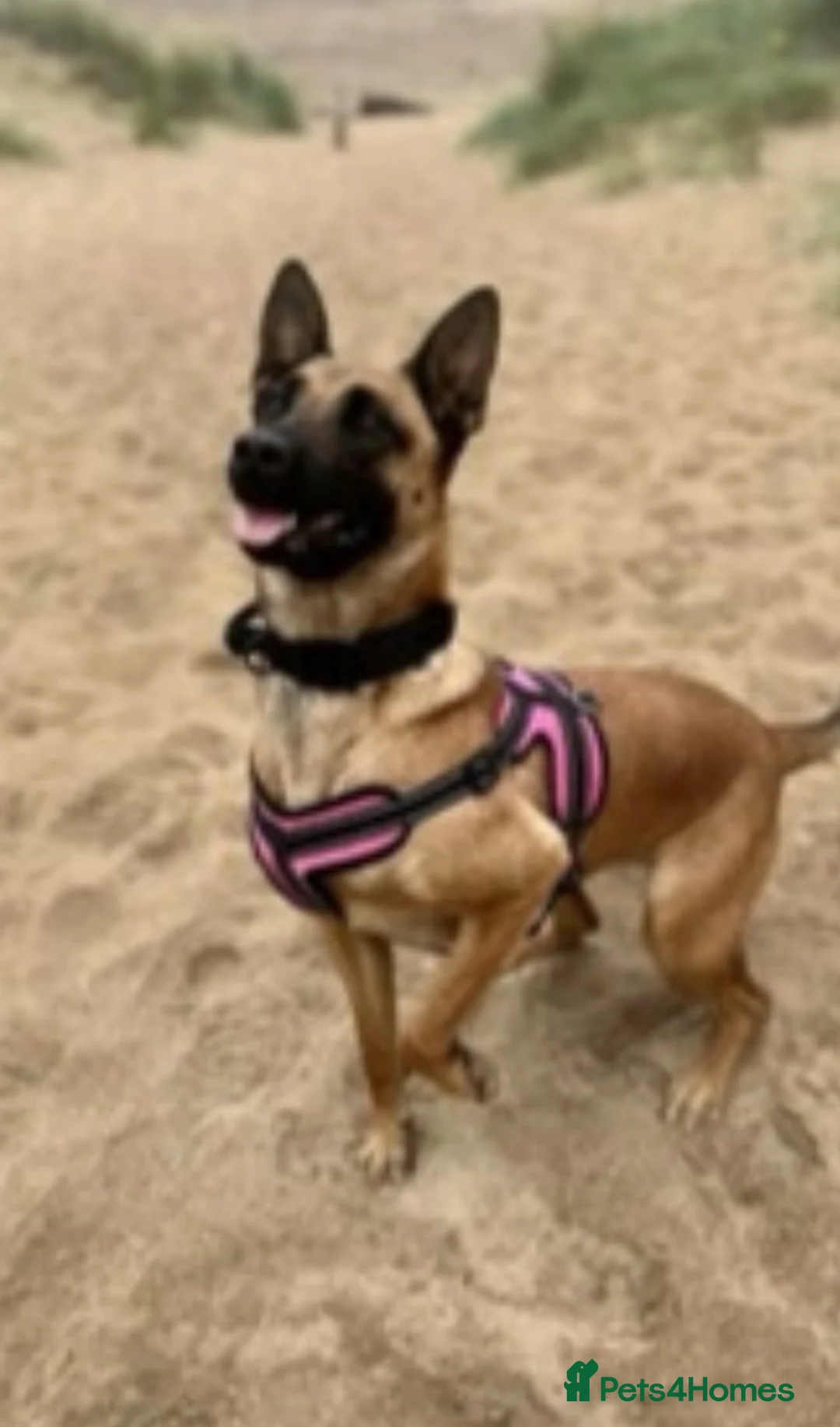 Belgian Shepherd Dog dogs for sale: 2 Belgian malinois females - Advert 1