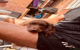 Sprocker dogs for sale: Sprocker spaniel pup - Image 3