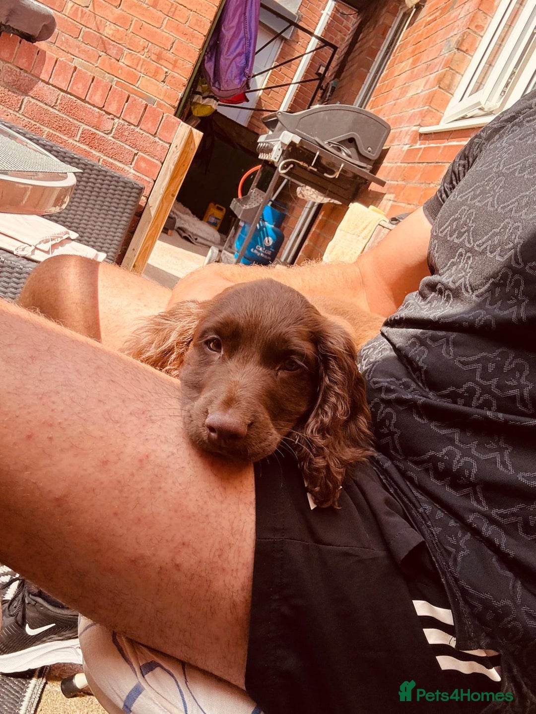Sprocker dogs for sale: Sprocker spaniel pup - Image 3