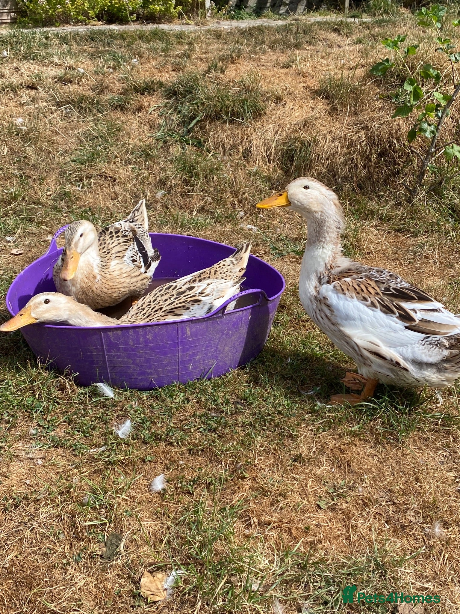 Ducks poultry Large Silver Appleyard Ducks - Advert 1