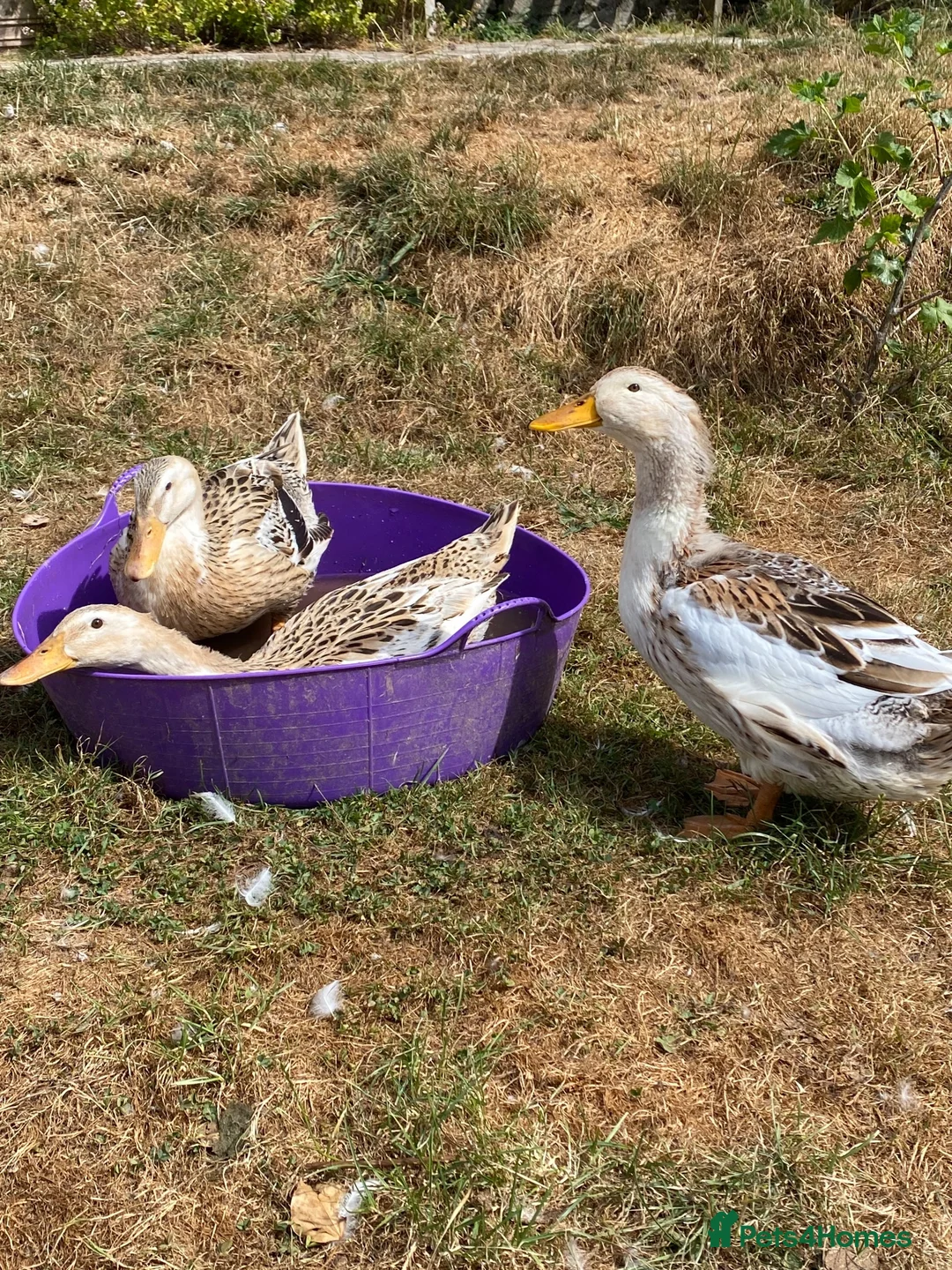 Ducks poultry for sale: Large Silver Appleyard Ducks - Advert 1