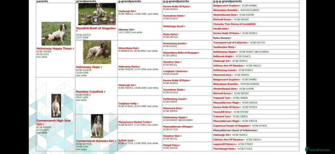 English Springer Spaniel dogs for sale: Pedigree English Springer Spaniels in Chippenham - Advert 9
