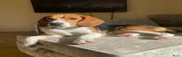 Beagle dogs for stud: Pablo The Beagle STUD in Bolton - Advert 7