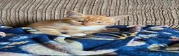 Mixed Breed cats for sale: Confident Kittens ready for new homes in Bathgate - Advert 1