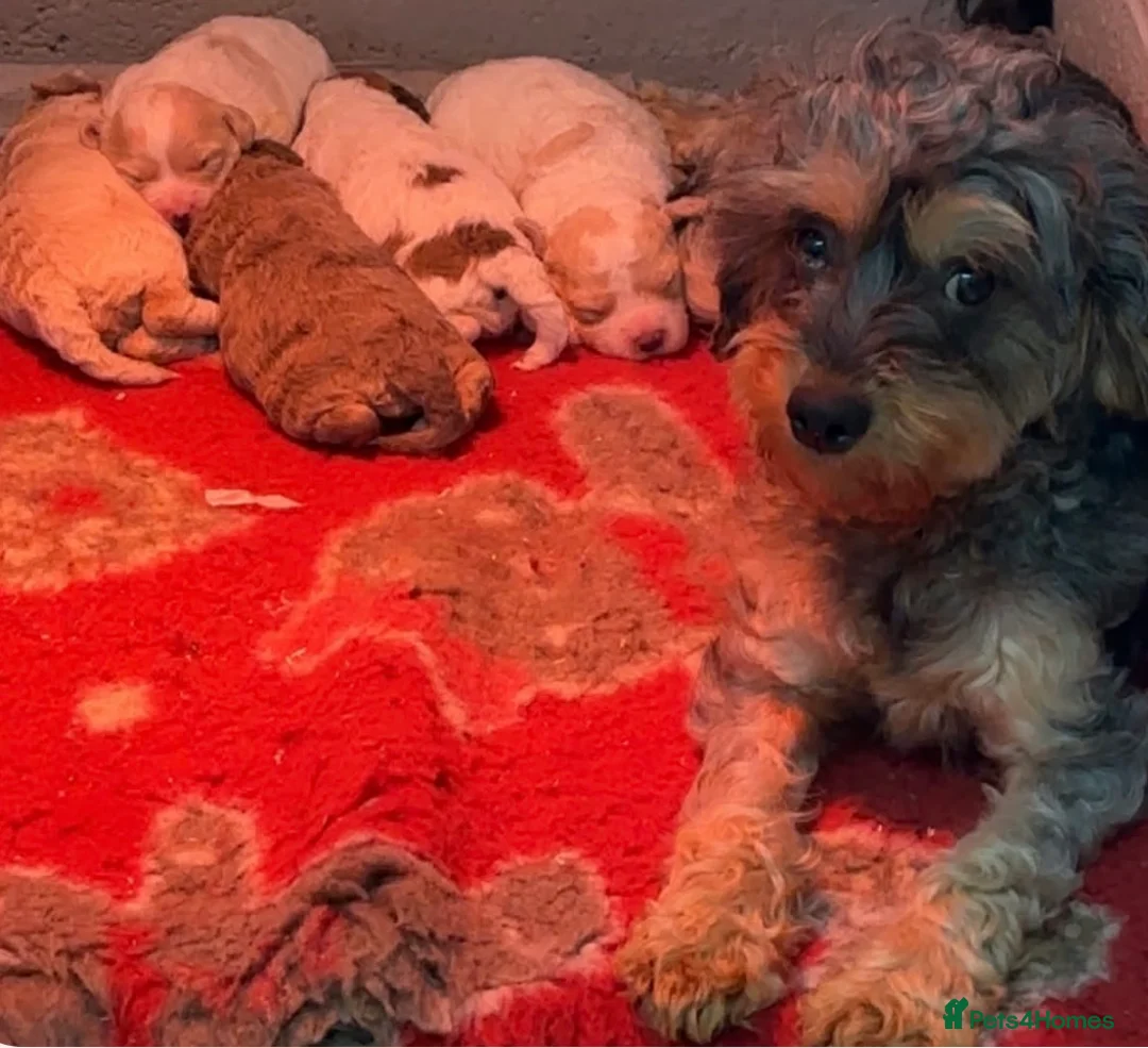 Mixed Breed dogs for sale: Stunning Cavapoochon puppies  - Advert 2