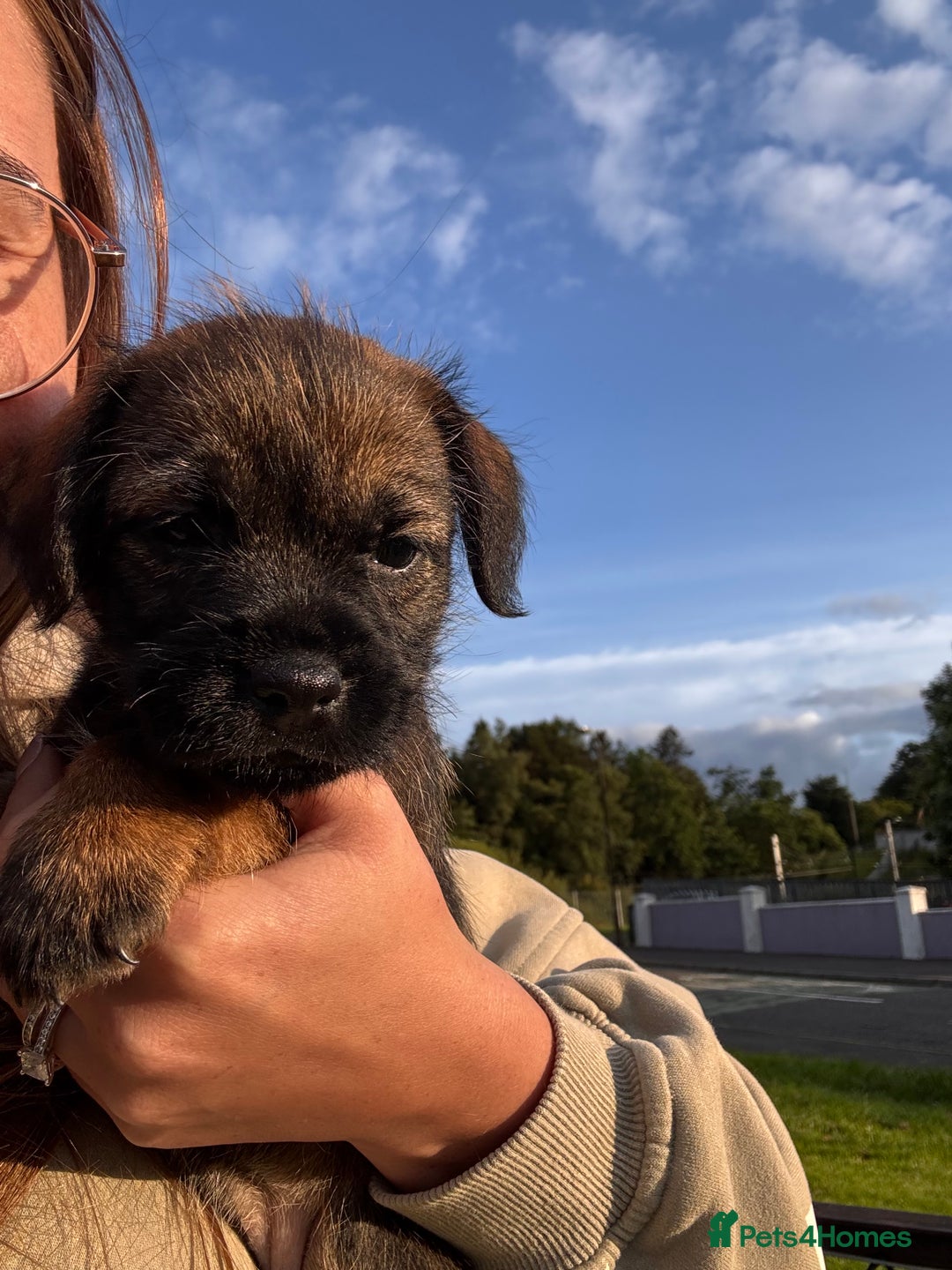 Border Terrier dogs for sale: Border Terrier puppy x1 boy - Image 9