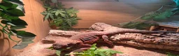 Bearded Dragon reptiles for sale: Bearded dragon  - Advert 2