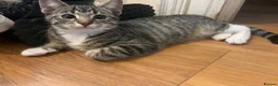 Mixed Breed cats for sale: 6 kittens ready to go in Ilford - Advert 6