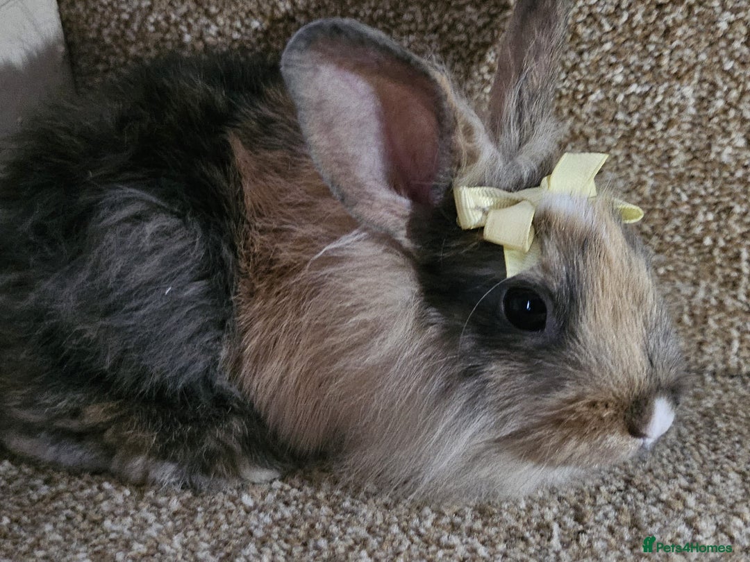 Mini Lion Lop rabbits for sale: Litter of mini lion lop rabbits - Image 4