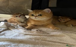 British Shorthair cats for sale: beautiful golden bsh kittens - Image 5