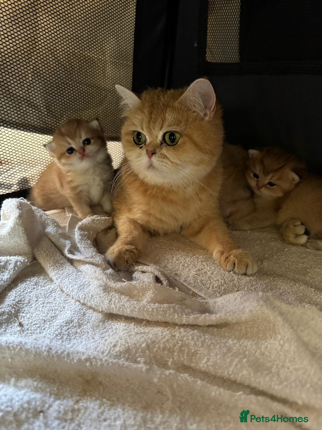 British Shorthair cats for sale: beautiful golden bsh kittens - Image 5