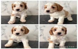 Cockapoo dogs for sale: 🐾Beautiful F2 cockapoos  🐾 - Image 3