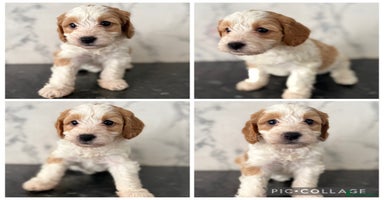 Cockapoo dogs - Advert 11