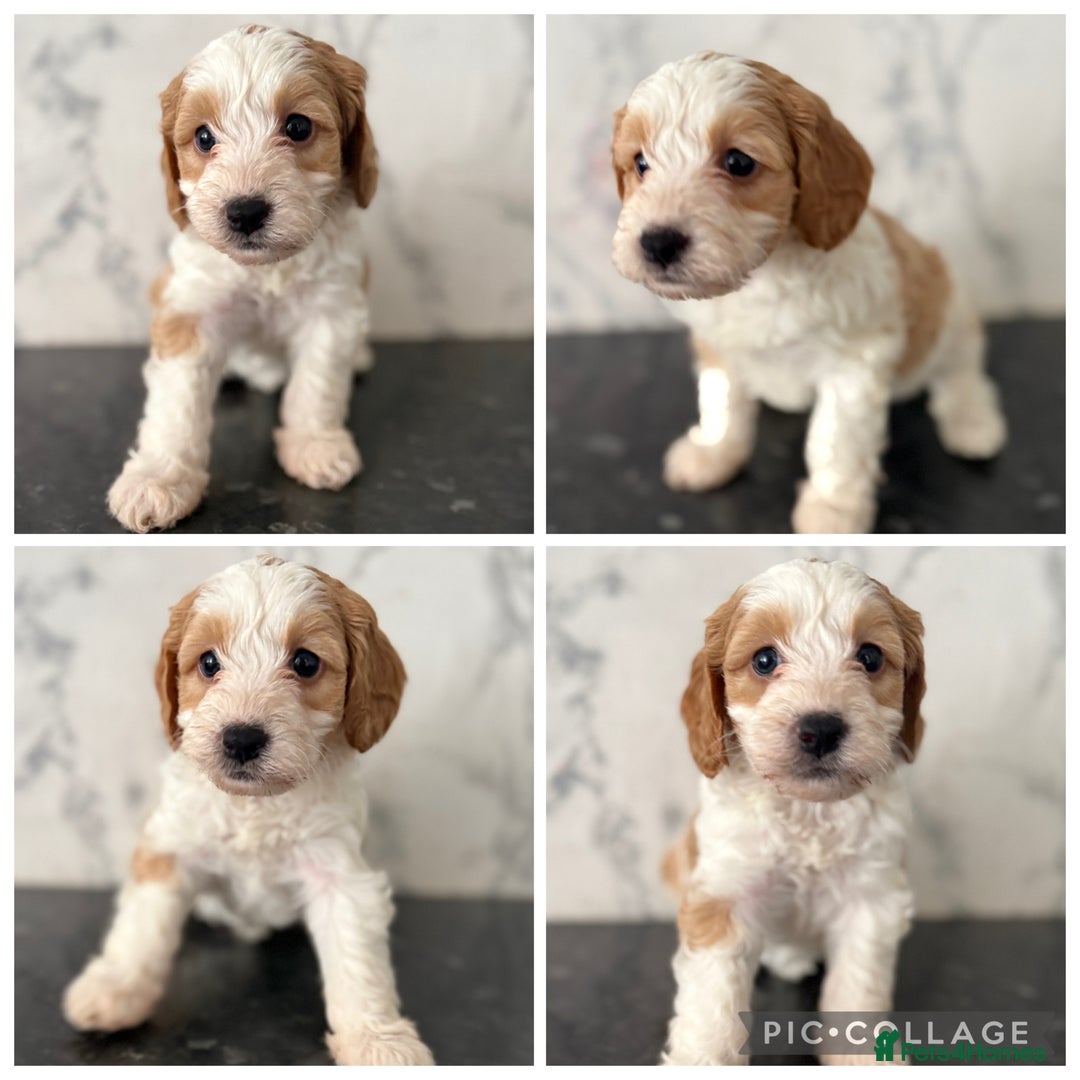 Cockapoo dogs for sale: 🐾Beautiful F2 cockapoos  🐾 - Image 3