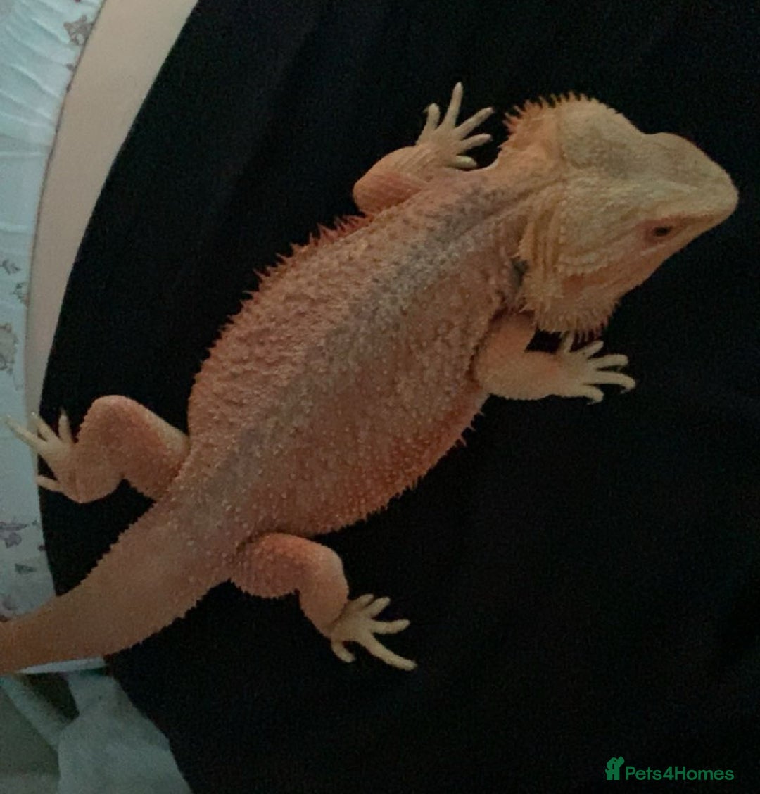 Bearded Dragon reptiles for sale: Bearded Dragon For Sale - Image 5