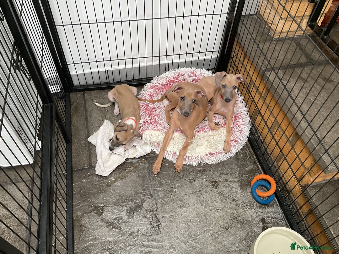 Italian Greyhound dogs for sale:  Beautiful Italian greyhound puppies  - Image 7
