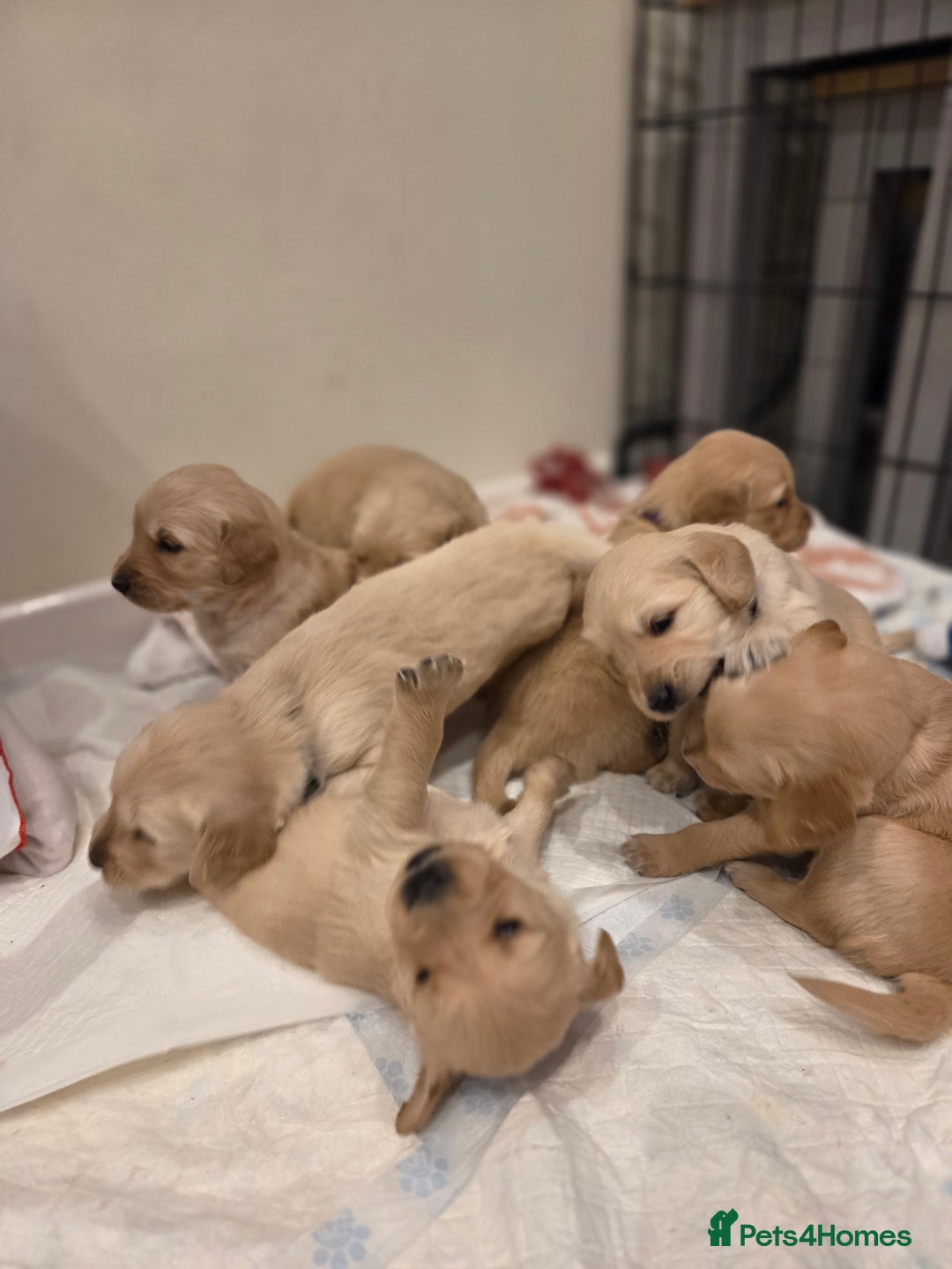 Golden Retriever dogs for sale: KC registered Beautiful Golden retriever puppies  - Advert 4