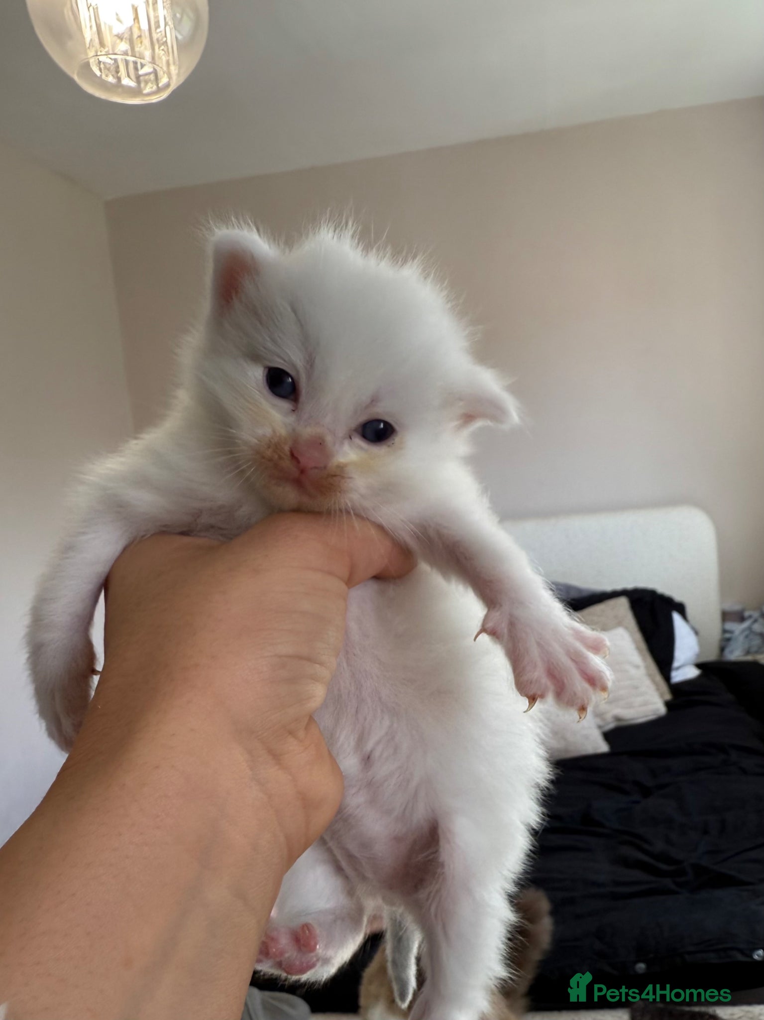 Ragdoll cats 4 male ragdolls  - Advert 11