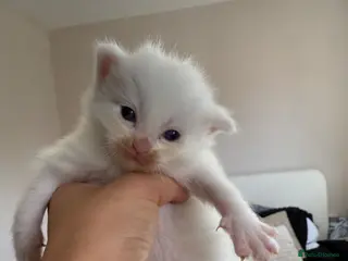 Ragdoll cats 4 male ragdolls - Advert 11