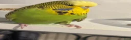 Budgerigars birds for sale: Male green budgie  in Doncaster - Advert 6