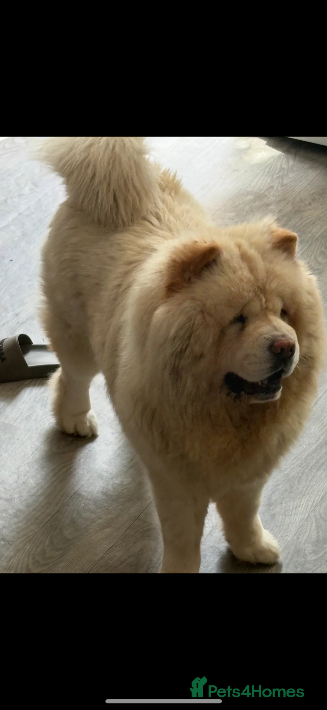 Chow Chow dogs for sale: Chow chow male - Advert 1
