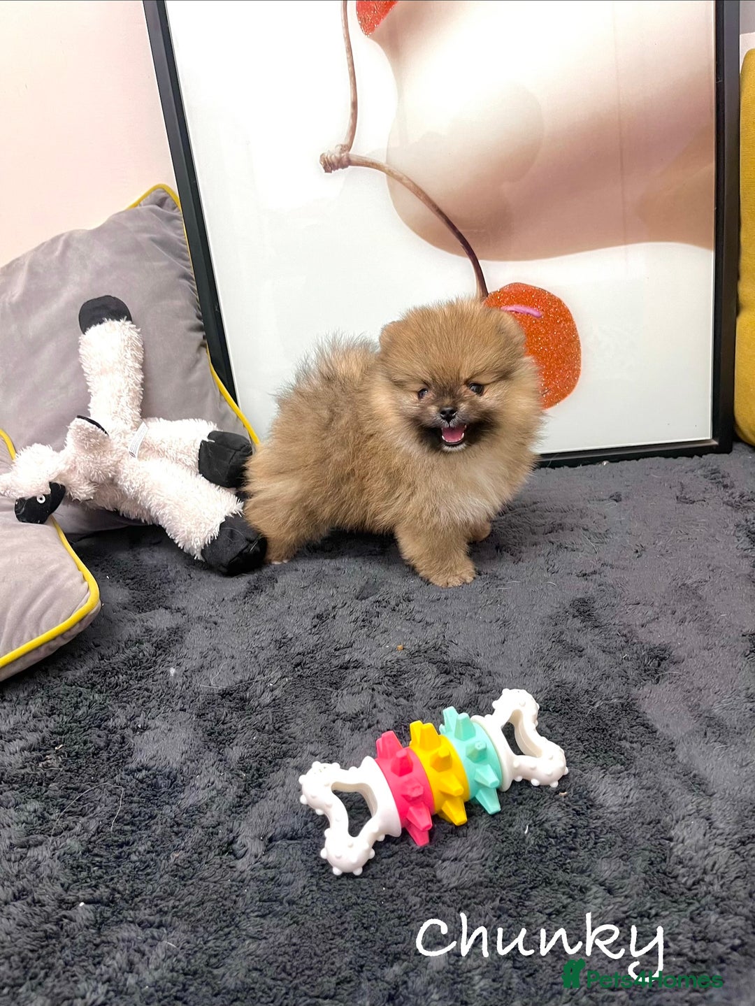 Pomeranian dogs for sale: 🔥🔝 Quality 🏆Championship 🧸Teddy Bears - Advert 21