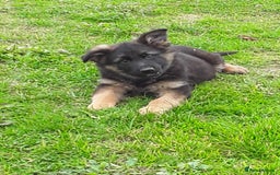 German Shepherd dogs for sale: GERMAN SHEPHERD PUPPIES - Image 1