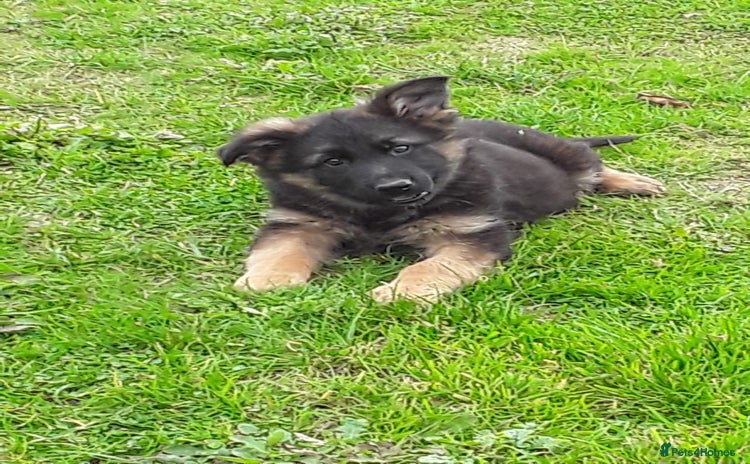 German Shepherd dogs - Advert 1