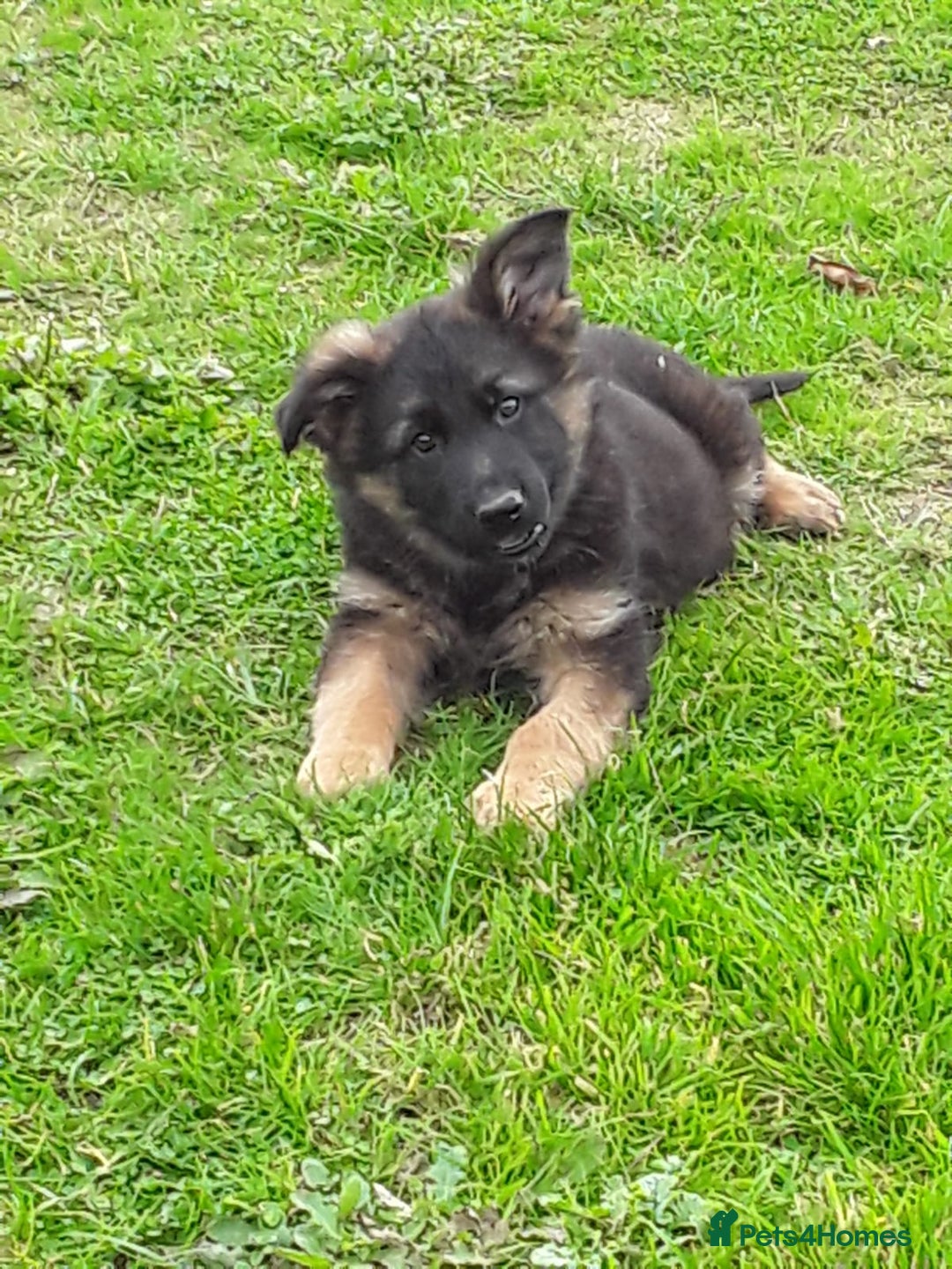German Shepherd dogs for sale: GERMAN SHEPHERD PUPPIES - Image 1